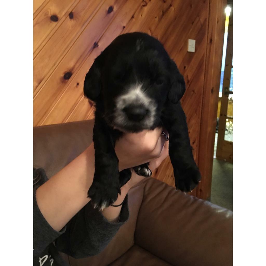 Sprocker Spaniel Pups in Earlston, Scottish Borders Gumtree