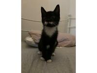 Male Kitten for sale 