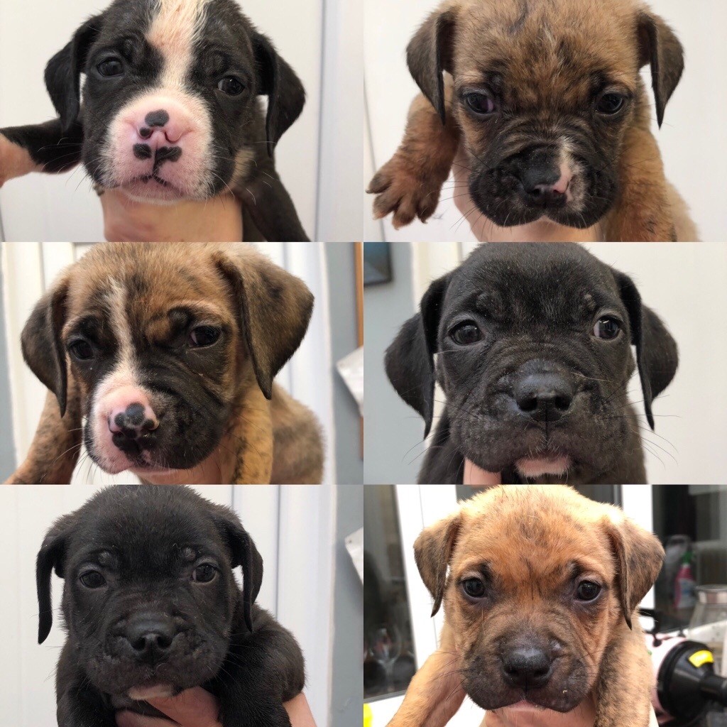 Presa Canario X American Bully pups in Wolverhampton, West Midlands