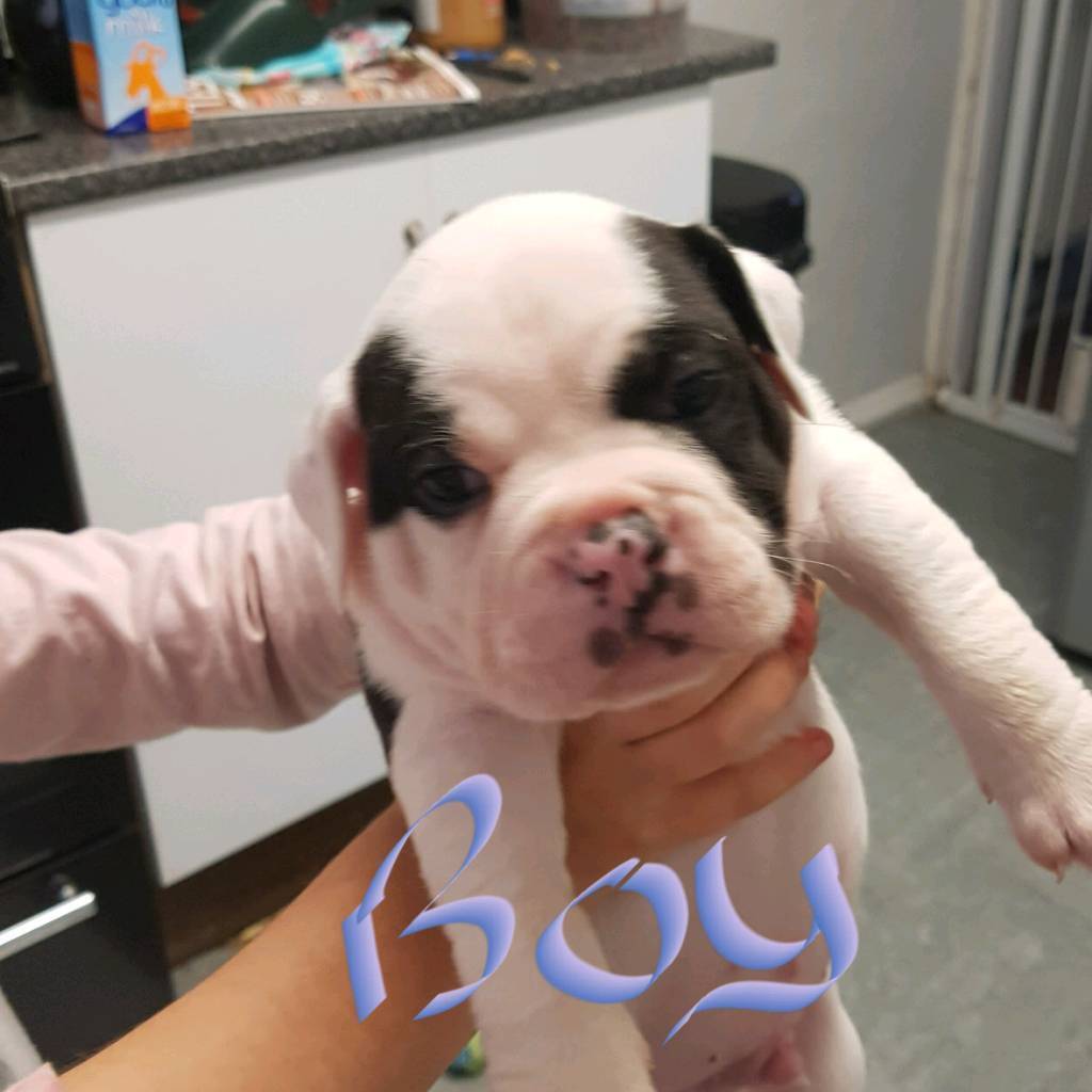 Old tyme bulldog puppies for sale in Solihull, West