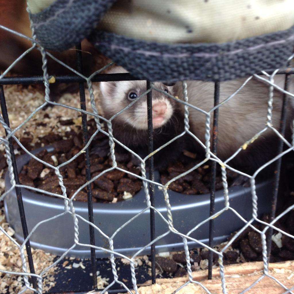 Baby ferret kits in Purfleet, Essex Gumtree