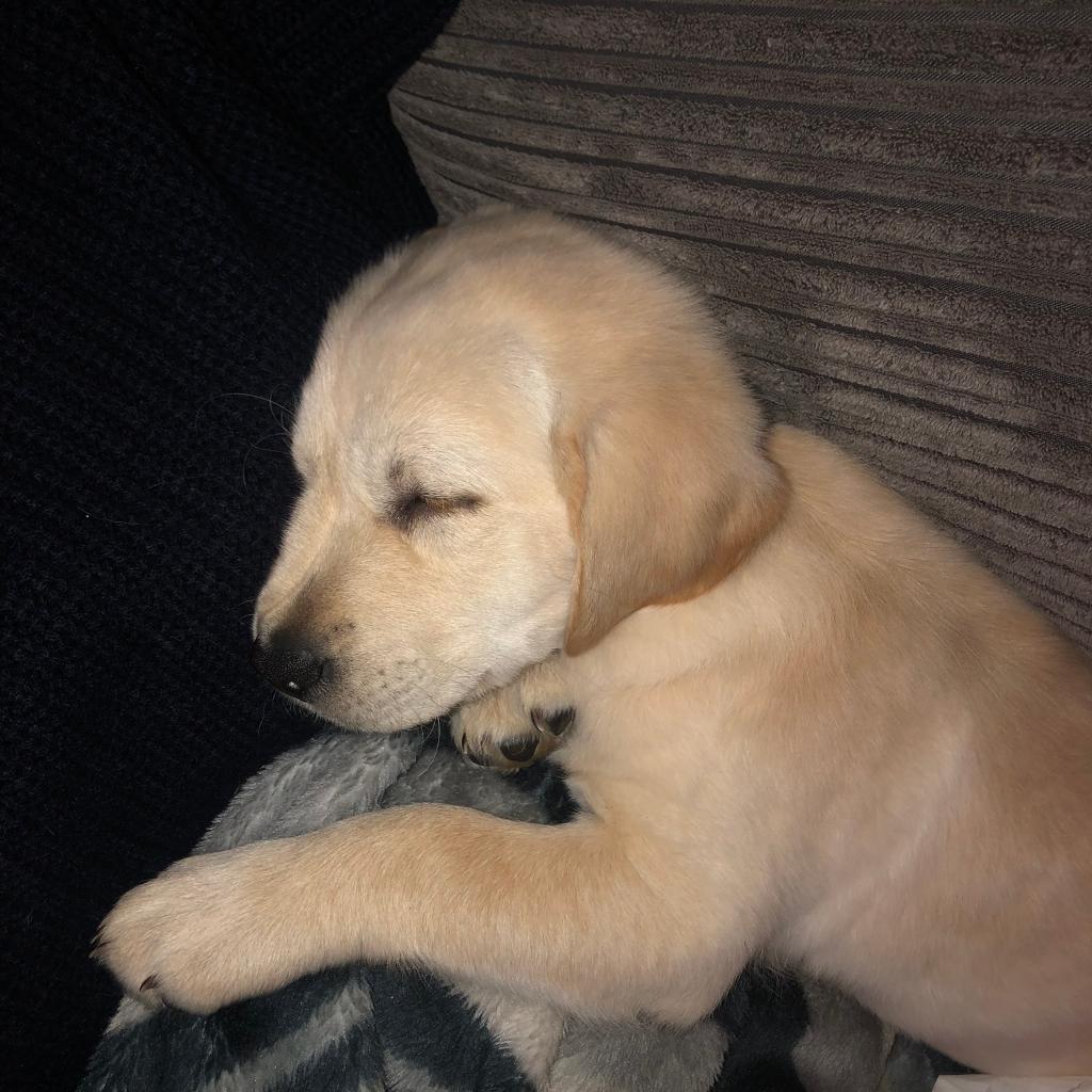 Labrador/retriever mix puppy in Sparkbrook, West Midlands Gumtree