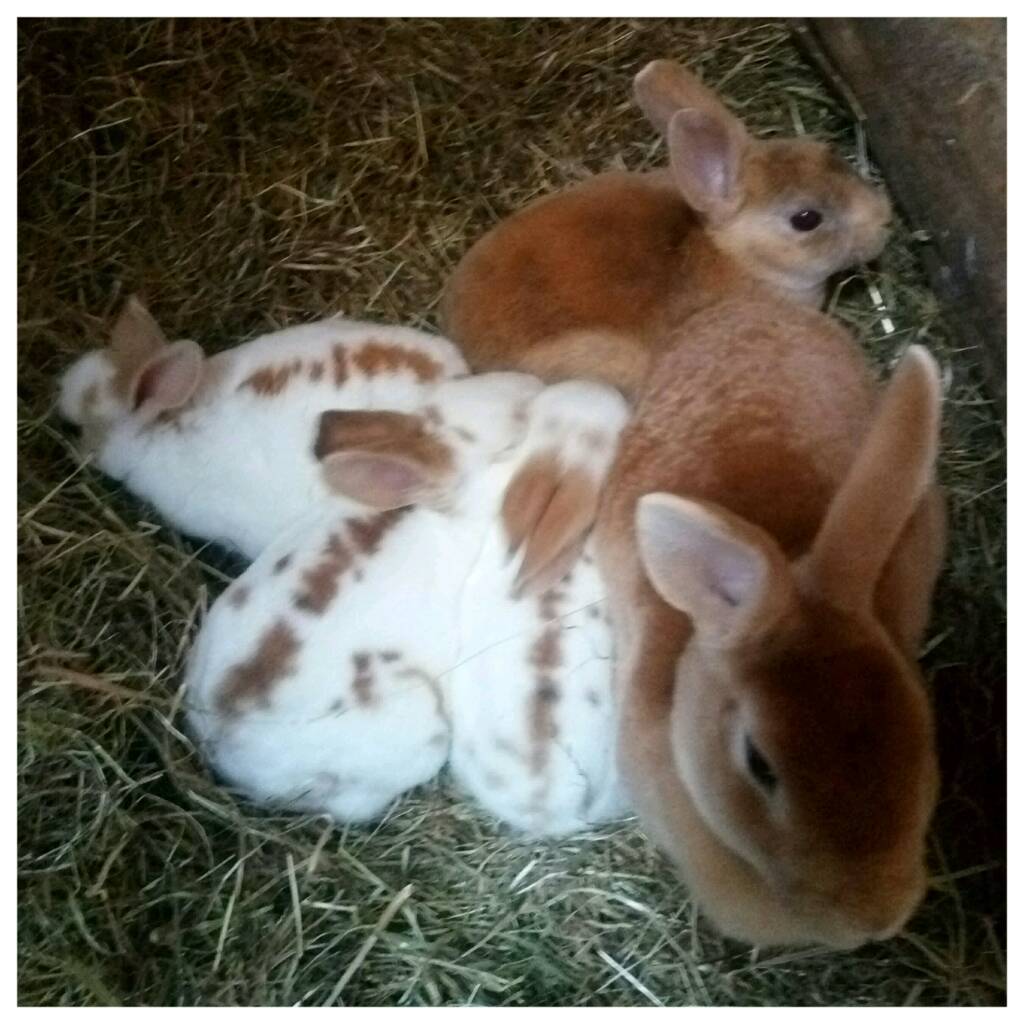 Mini Rex Rabbit Kits in WestonsuperMare, Somerset Gumtree