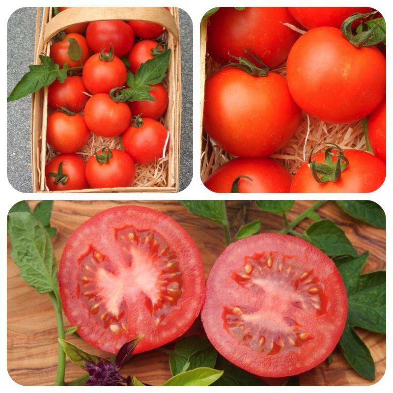 Bloody Butcher Rote Tomate Alte Englische Sorte FrÃ¼H Reifend Sehr Ertragreich