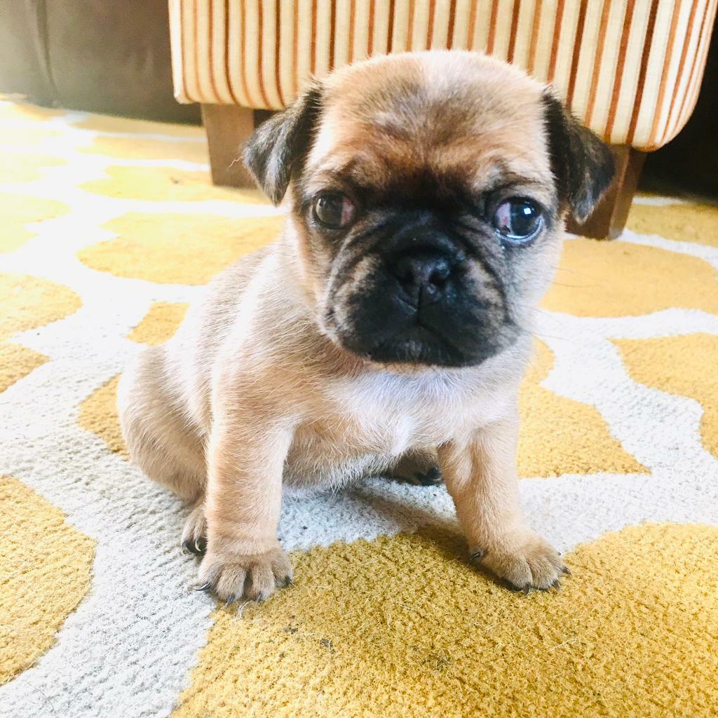 Jug Puppies for sale in Crickhowell, Powys Gumtree