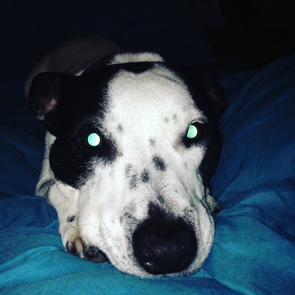 Beautiful dog for sale in Stepps, Glasgow Gumtree