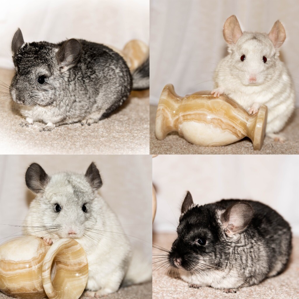 Chinchillas For Sale