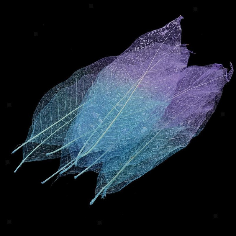 50pcs Natural Magnolia Skeleton Leaf Card Making Scrapbooking Embellishment