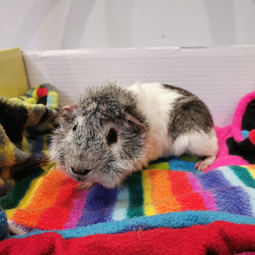 Lovely guinea pigs looking for new homes in Sheffield, South Yorkshire Gumtree
