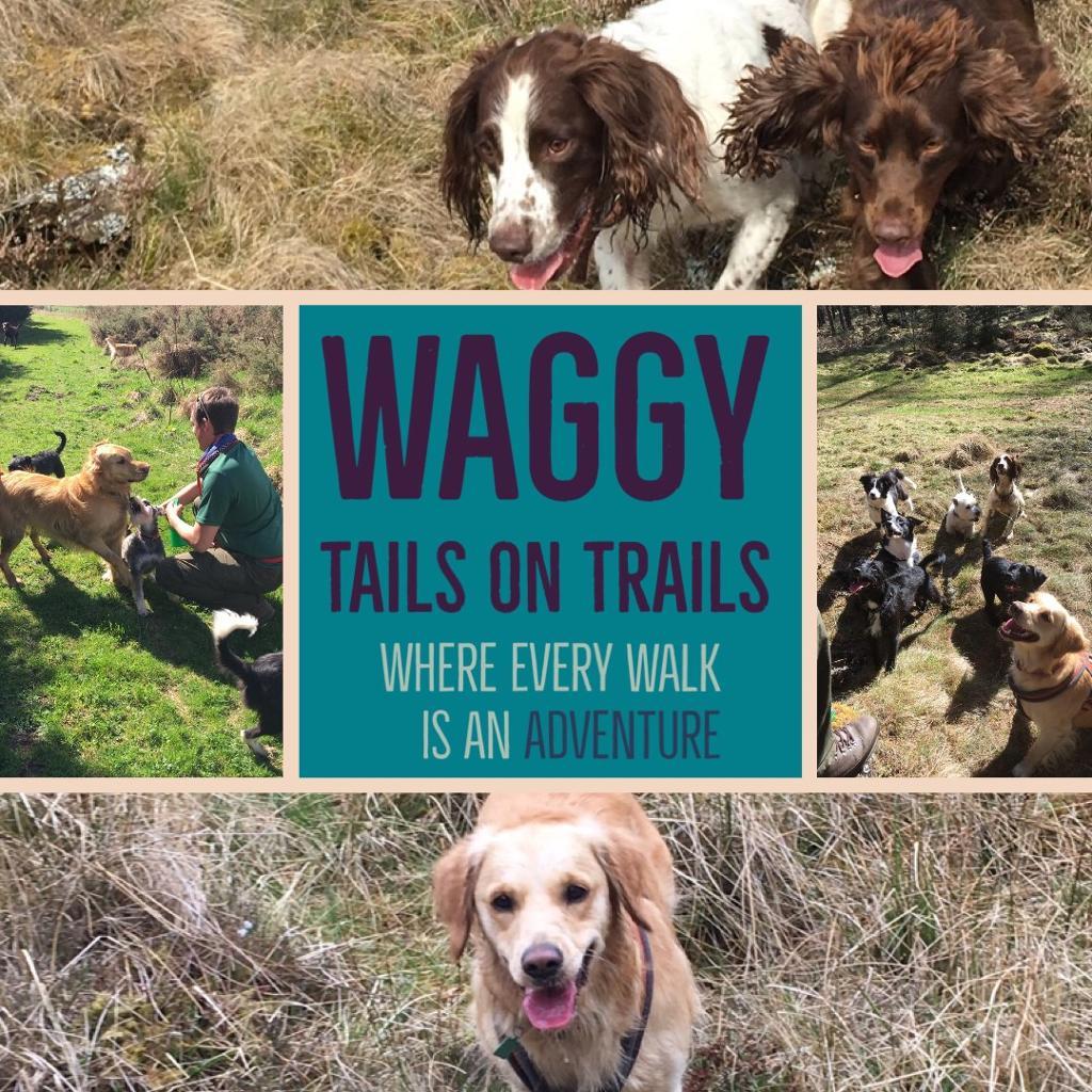 Doggy day care in Huntly, Aberdeenshire Gumtree