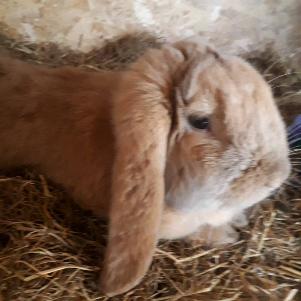 Rabbit for sale in Atherton, Manchester Gumtree