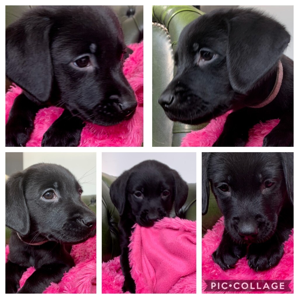 gumtree black labrador puppies