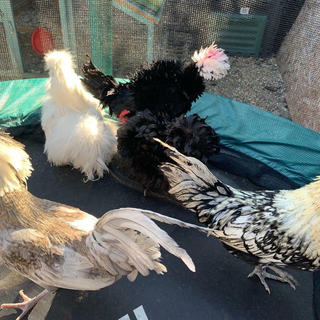 Hens for sale polish crested frizzle seramas pekins 