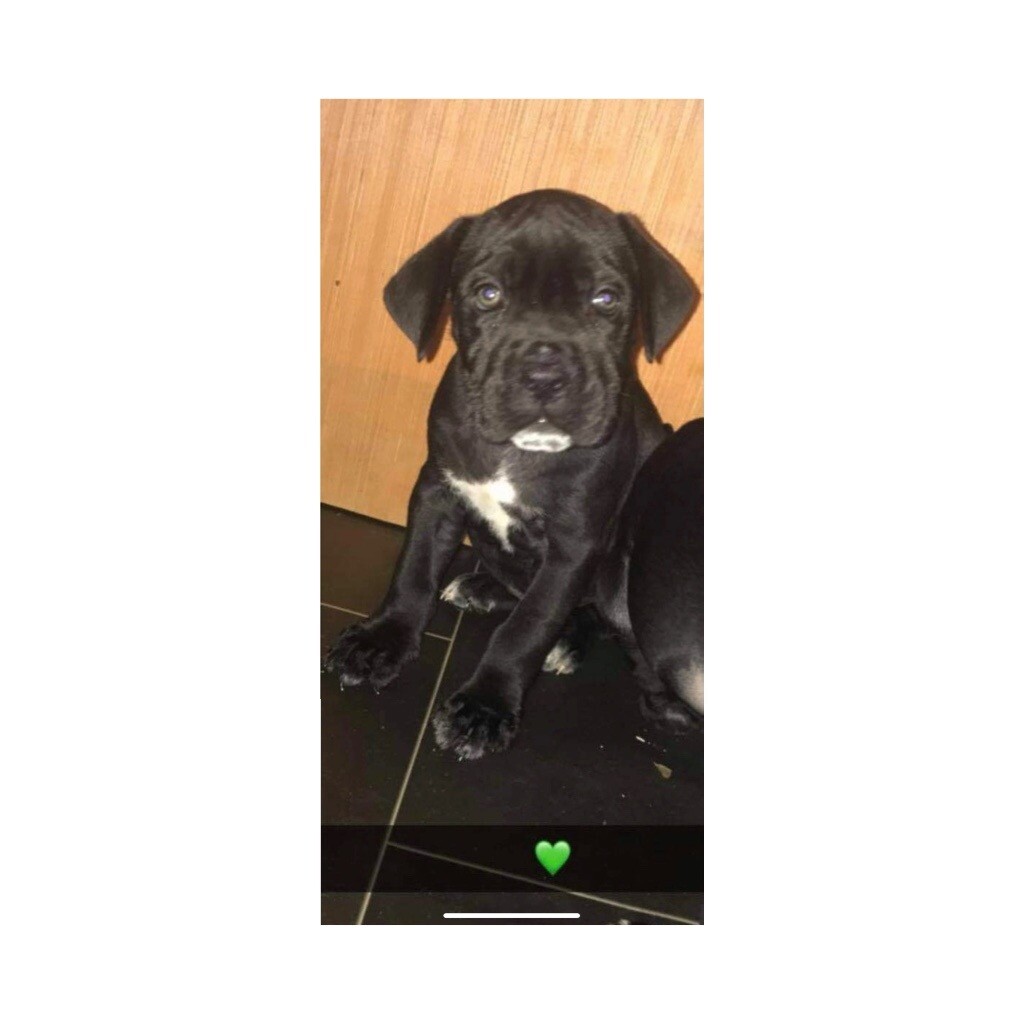 bullmastiff puppies for sale gumtree