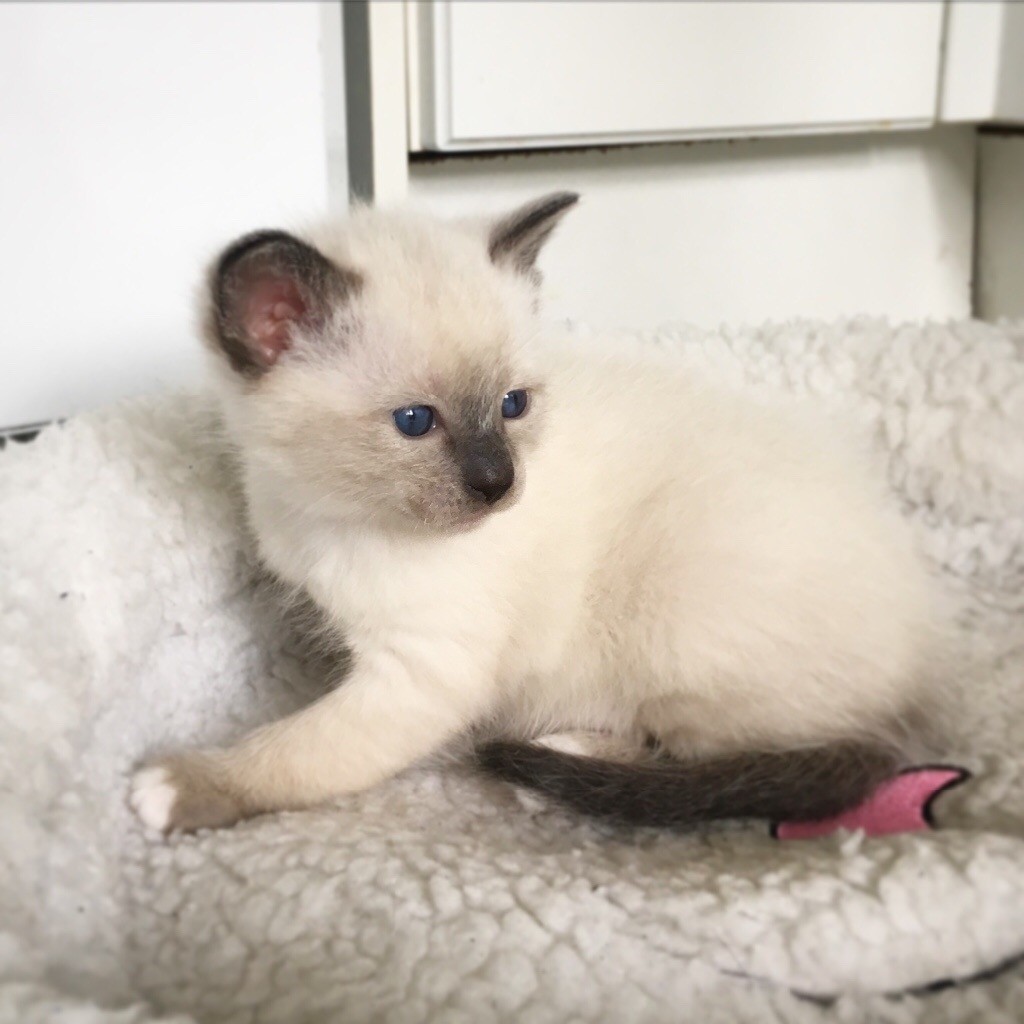 Ragamese Kittens ready to Reserve in Craigmillar, Edinburgh Gumtree