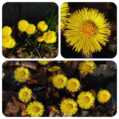 Huflattich Tussilago farfara Bienenweide Heilpflanze Teepflanze Kräutertabak