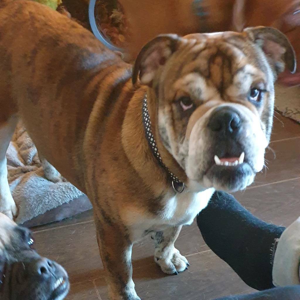 English Bulldog for sale in Ward End, West Midlands Gumtree