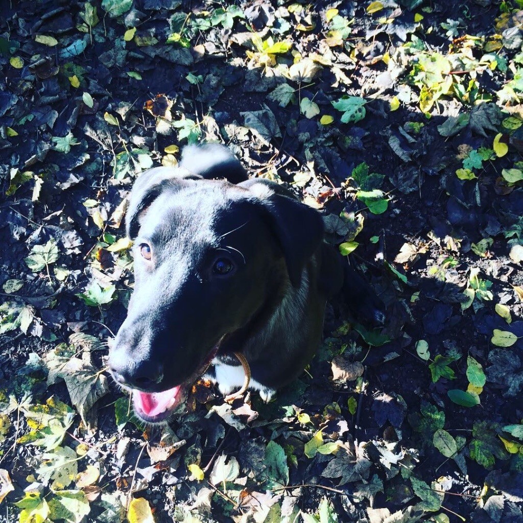 9month old Labrador X Japanese Akita in StokeonTrent, Staffordshire