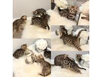 4 Beautiful full Rosetted/Spotted Bengal kittens 8 weeks old ready now