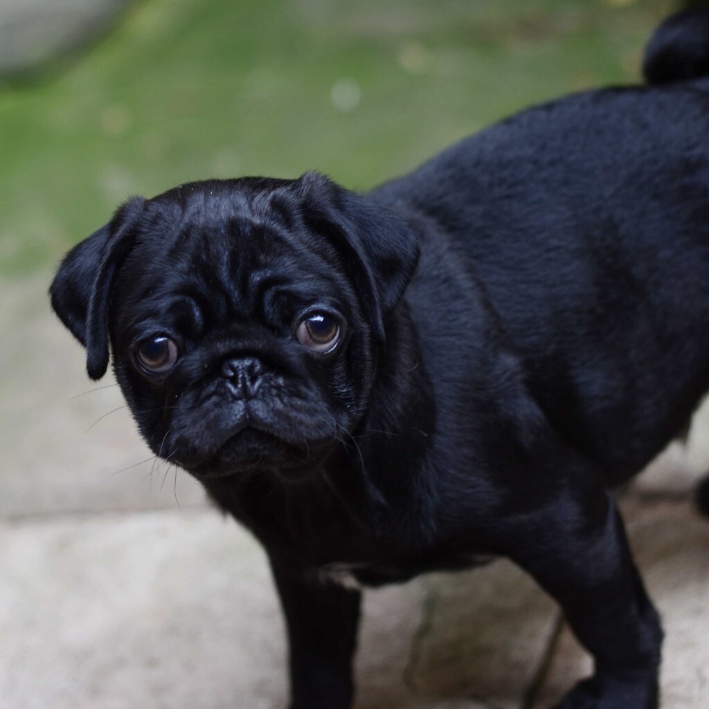 Pug puppies black for sale £1000 in Notting Hill, London Gumtree