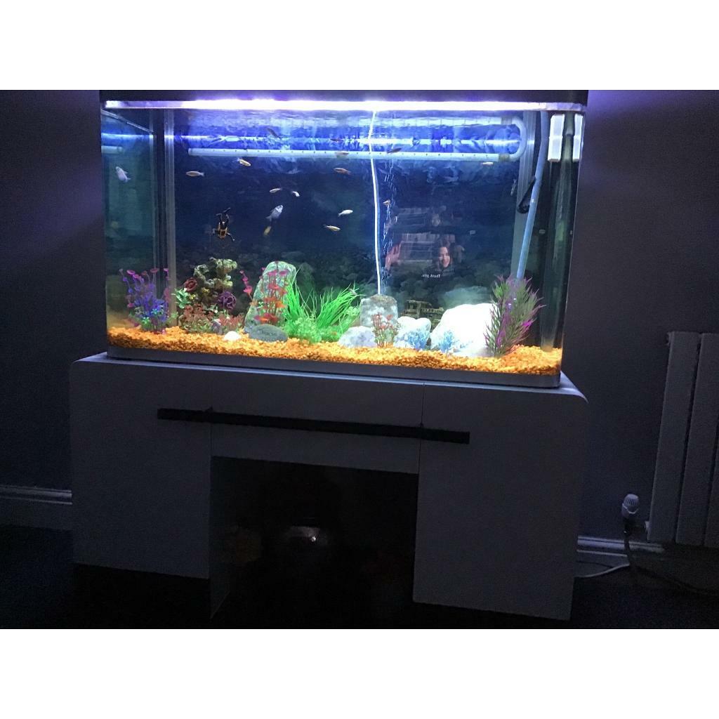 Aquarium in Glasgow Gumtree