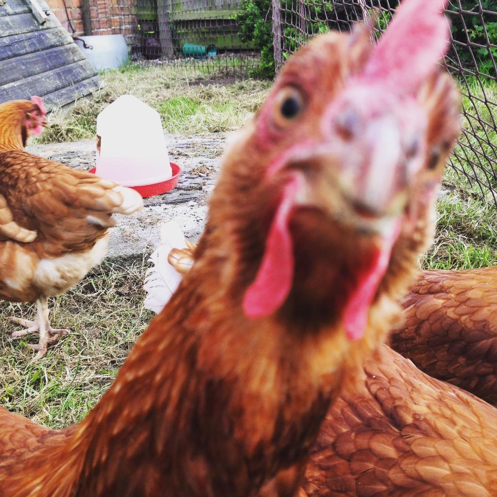 Goldline Chickens and coop in Great Yarmouth, Norfolk Gumtree