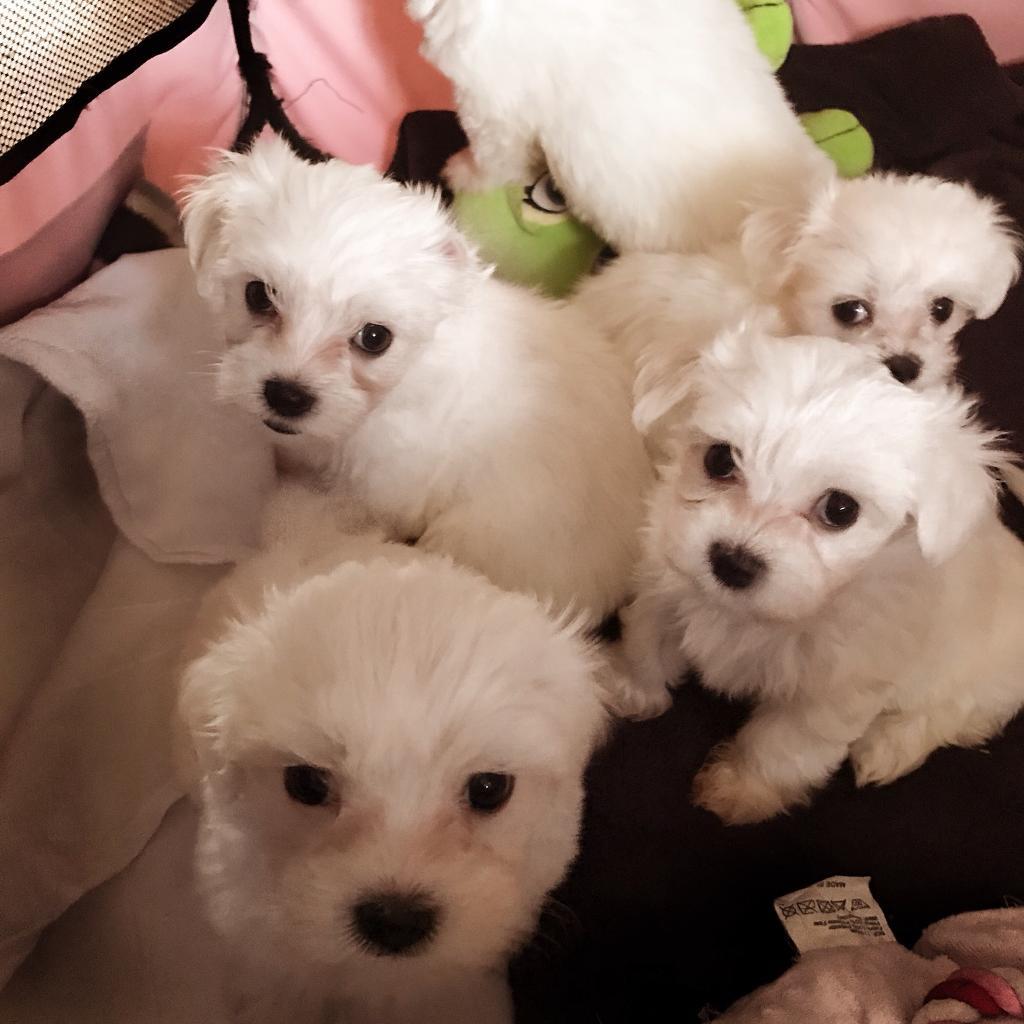 Tiny adorable Maltese puppies for sale in Walthamstow, London Gumtree