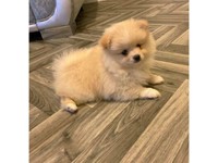 teacup pomeranian for sale gumtree