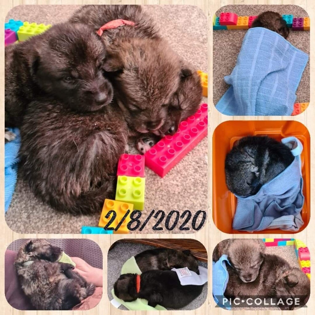 wolf puppies for sale gumtree