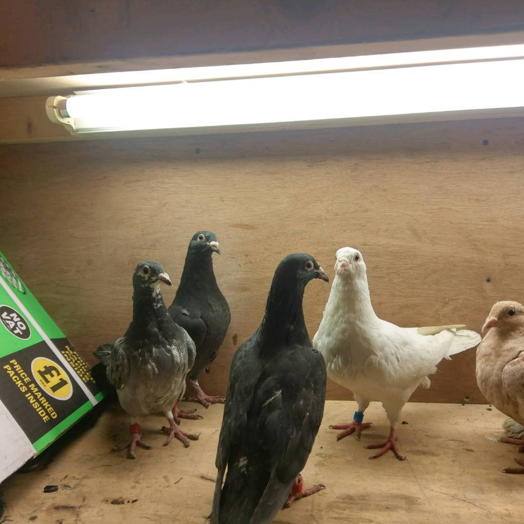 Pigeons for sale in Cheetwood, Manchester Gumtree