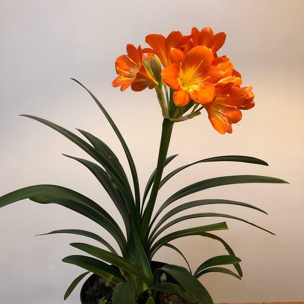 Clivia Plants for sale in UK 61 used Clivia Plants