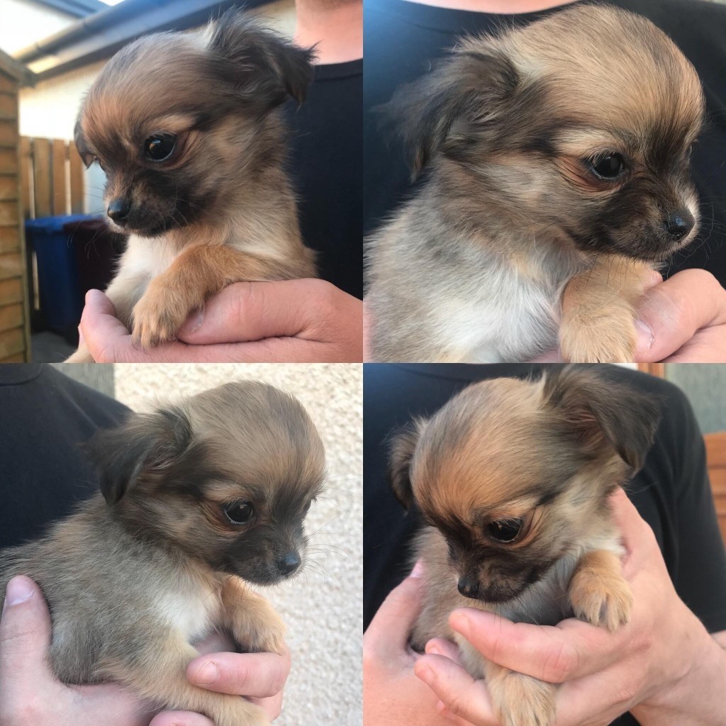 Full pedigree fawn long hair / long coat Chihuahua girl puppy for sale