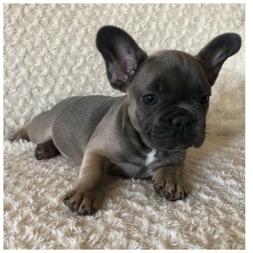 sable french bulldog