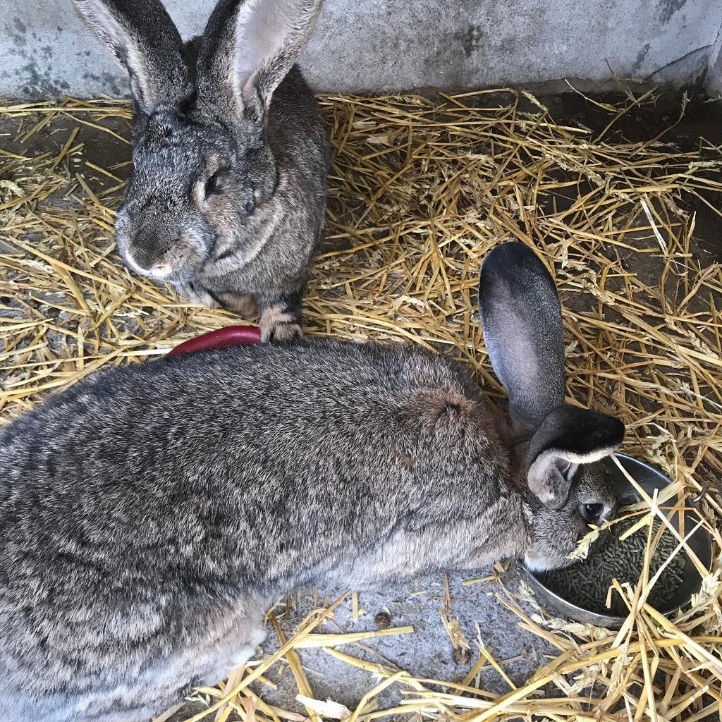 Continental Giant Rabbits in Bridgend Gumtree