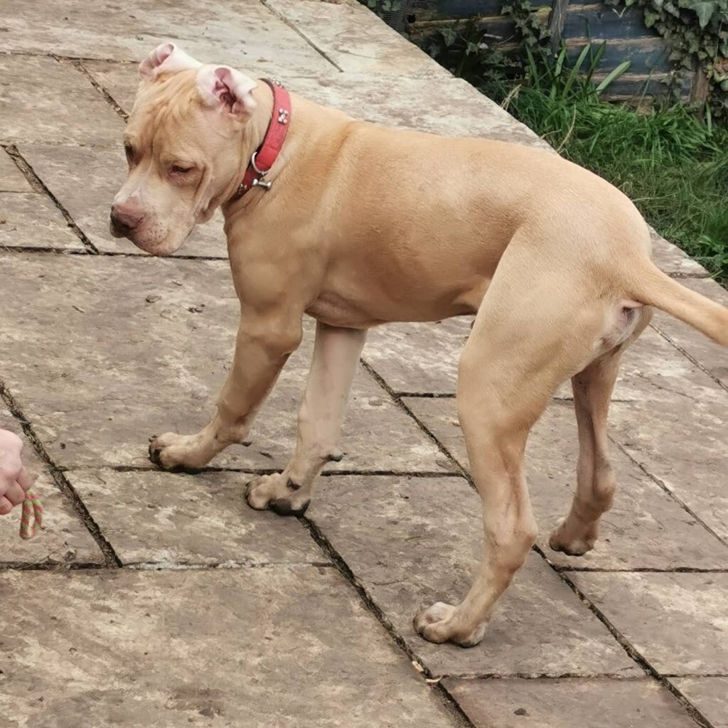 gumtree american bully