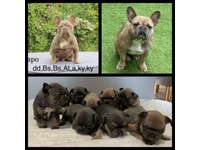 French Bulldog Dogs Puppies For Sale Gumtree
