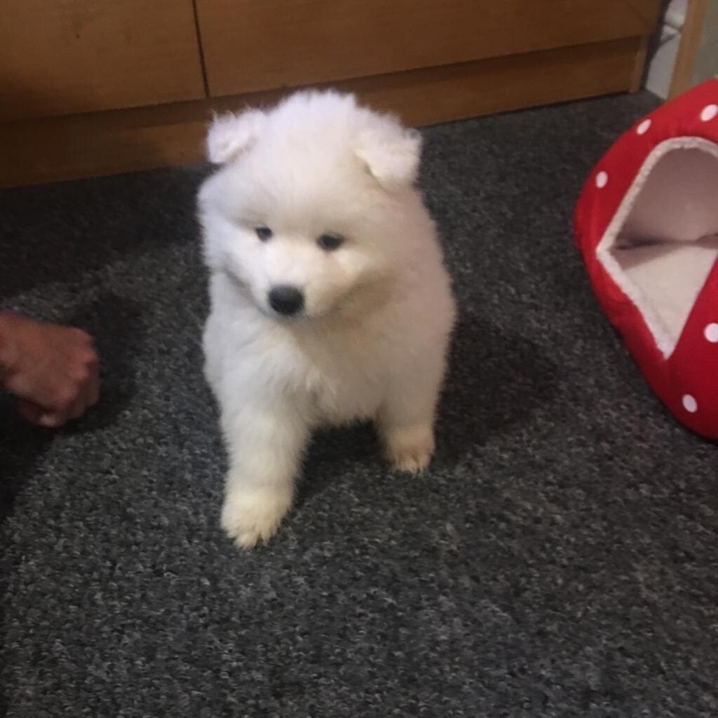 samoyed dog gumtree