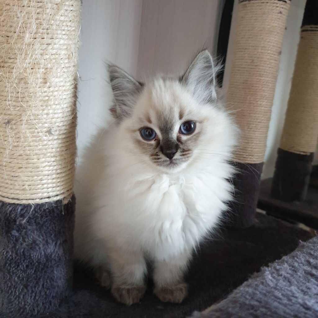 Ragdoll Kitten Girl In Stonehouse South Lanarkshire Gumtree
