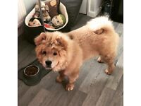 Gorgeous 4 month old chow chow