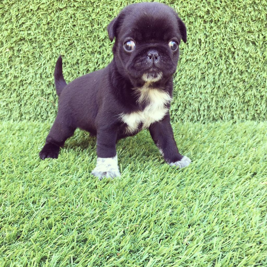 9 week old pug in Honiton, Devon Gumtree
