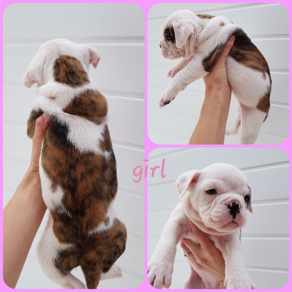 Old Tyme/English Bulldog in Spilsby, Lincolnshire Gumtree