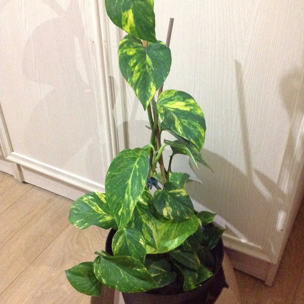 Money Plant/Epipremnum aureum/Lucky Plant/Golden pothos/ivy arum/ivy