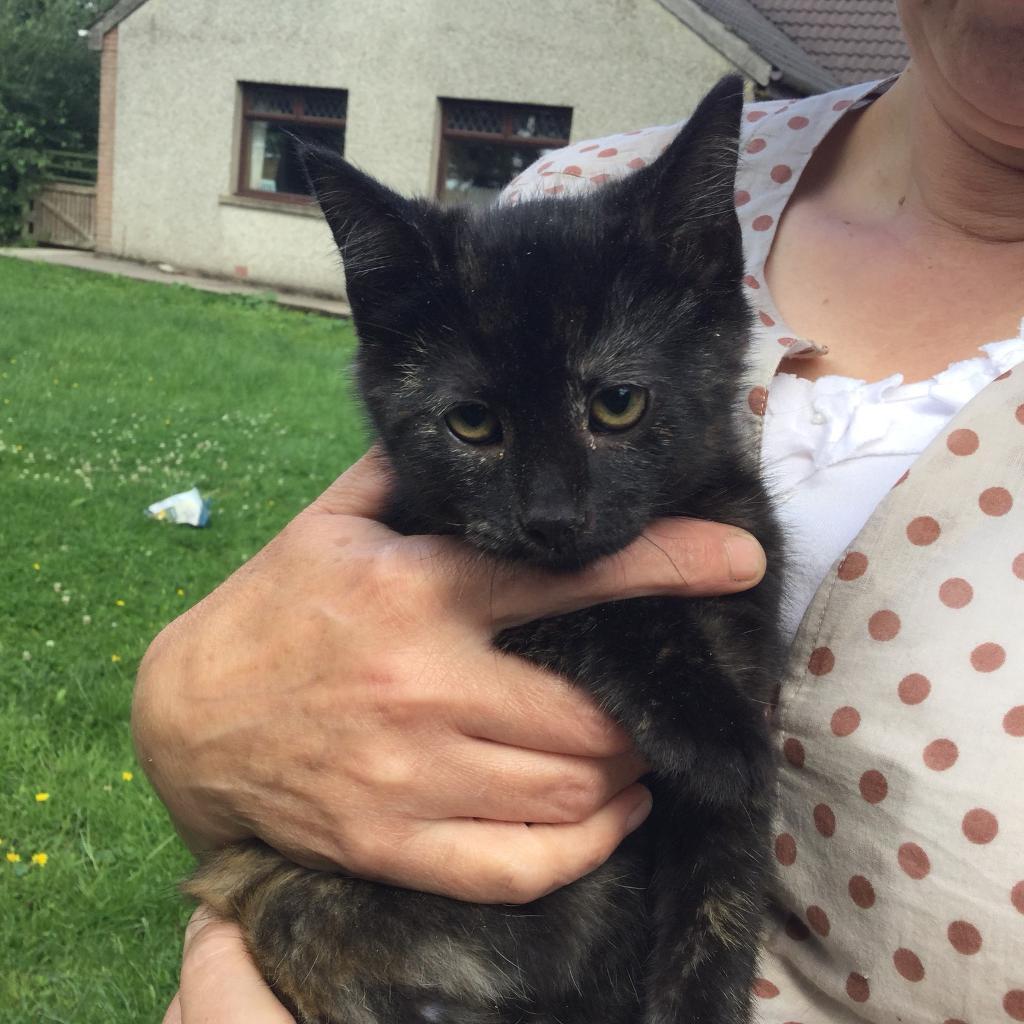 Farm Kitten in Inverurie, Aberdeenshire Gumtree