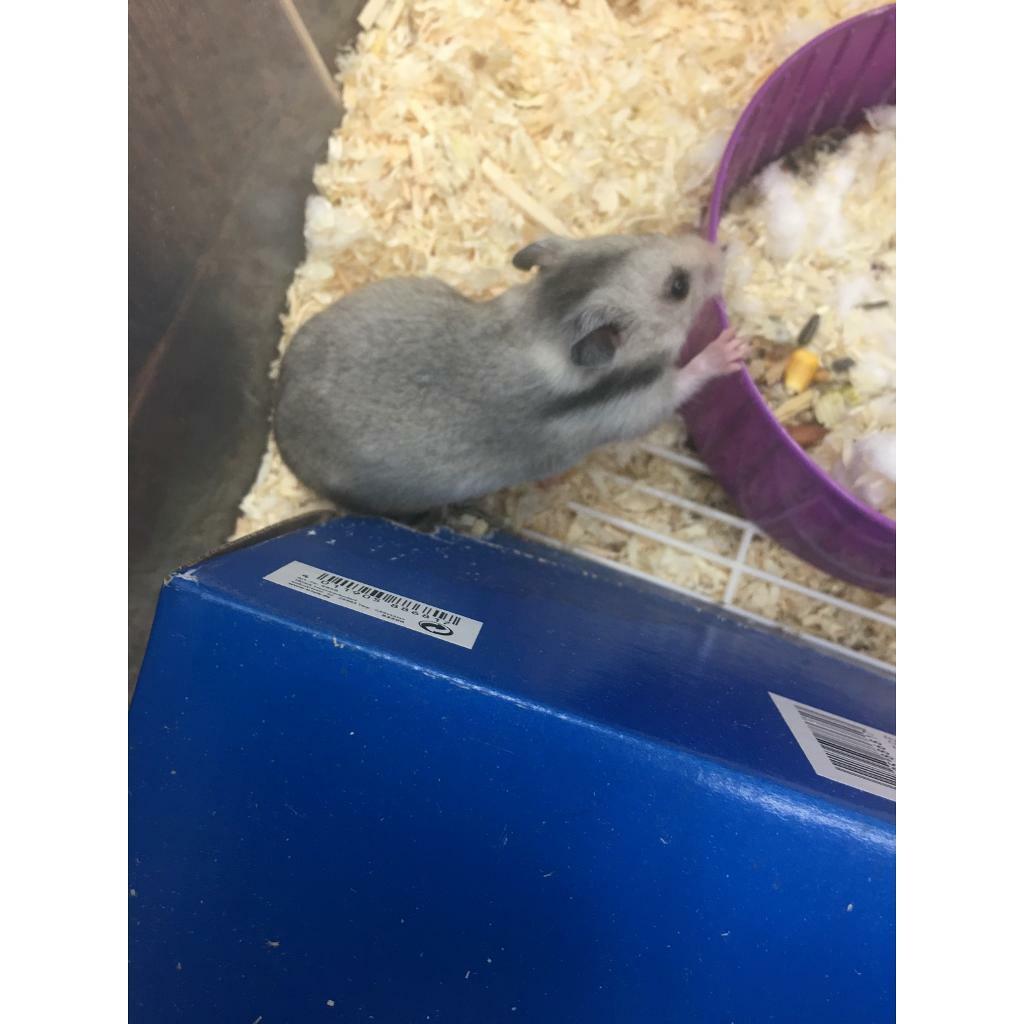 syrian hamster gumtree