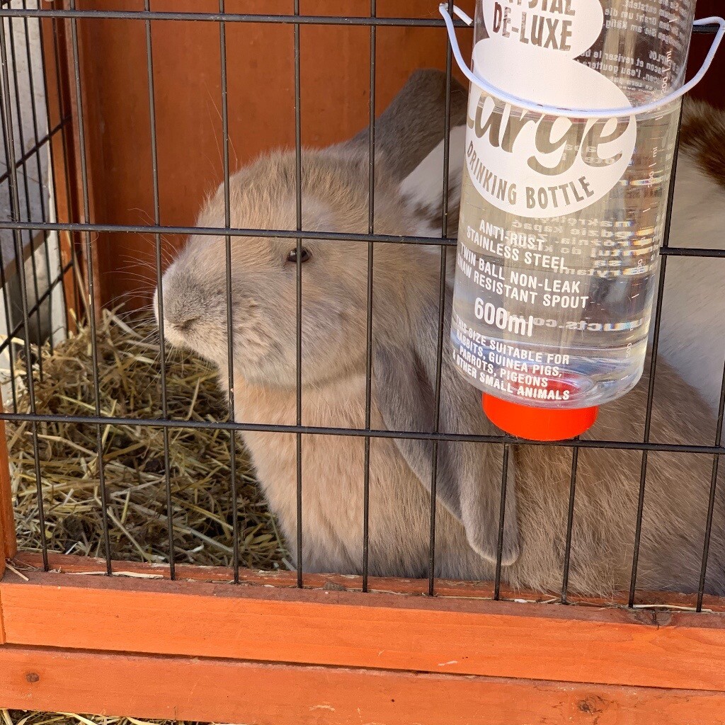 Giant Papillon rabbits breed in Walthamstow, London Gumtree