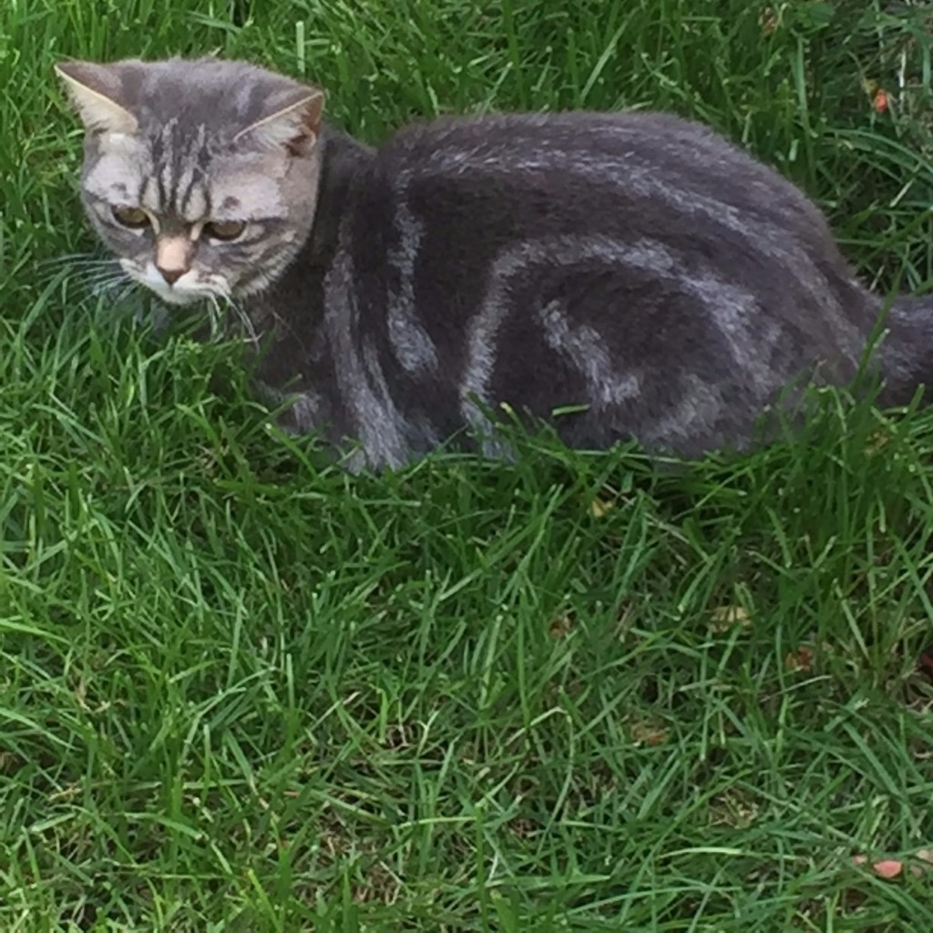 British blue tabby in Newham, London Gumtree