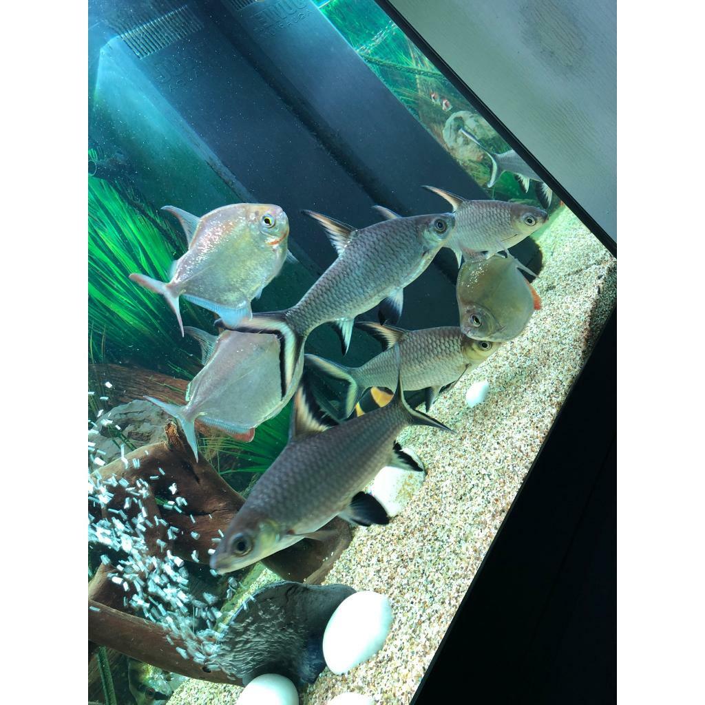 Tropical fish for sale in Halifax, West Yorkshire Gumtree