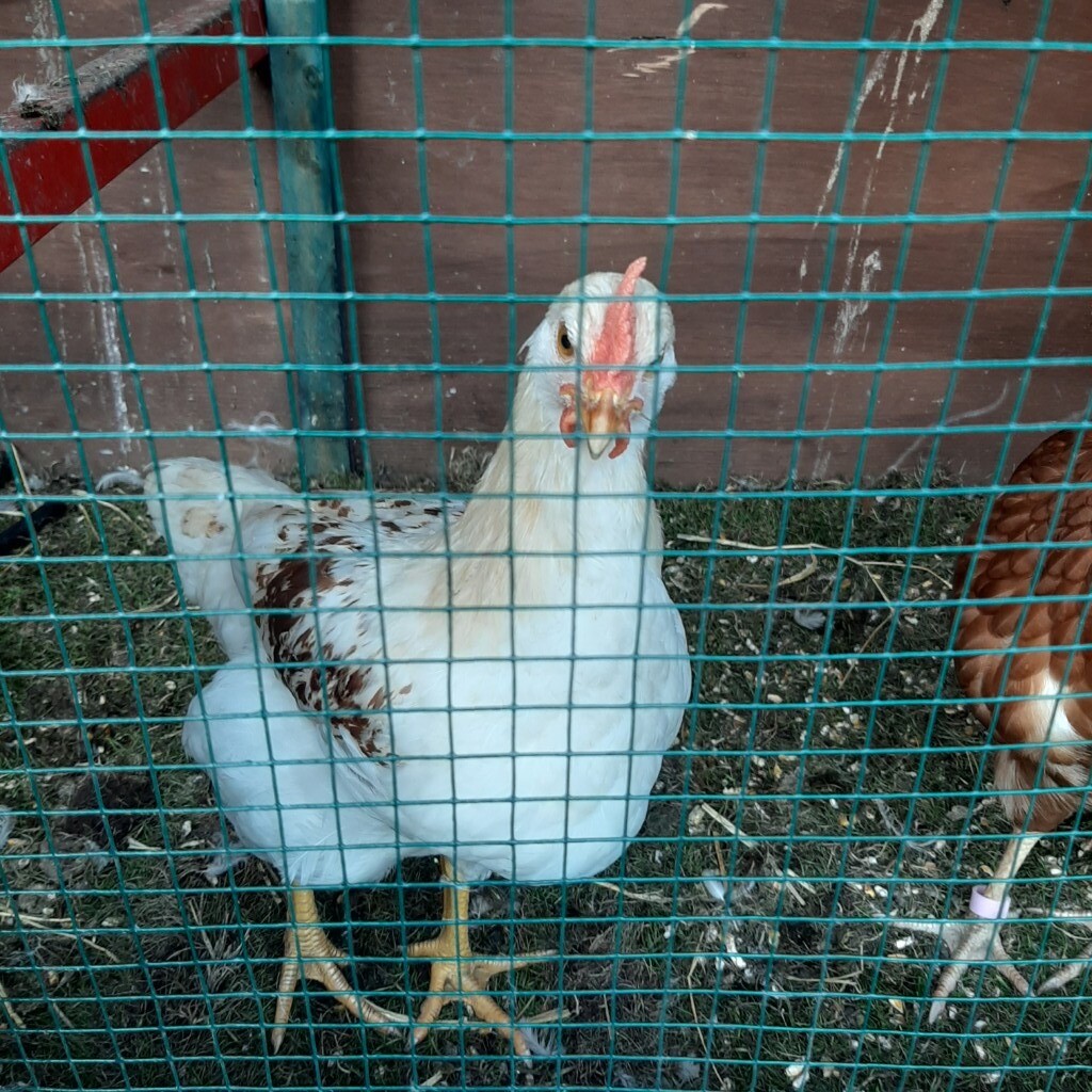 Four chickens in Chatham, Kent Gumtree