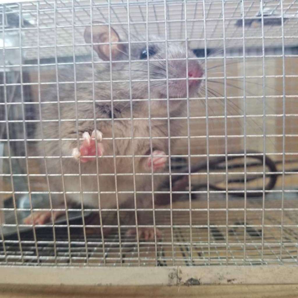 Humane Rat Trap Cage Small Live Animal Pest Rodent Mouse Control Catch Bait Trap