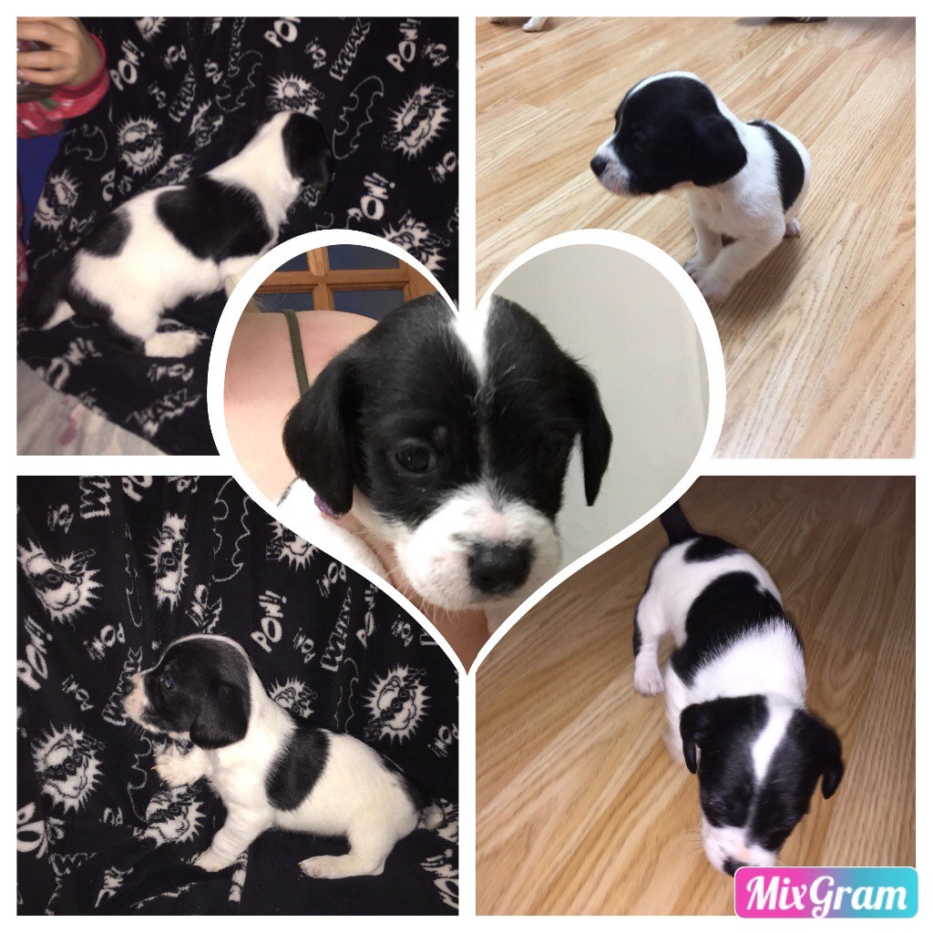 Puppies for sale | in Ystradgynlais, Swansea | Gumtree